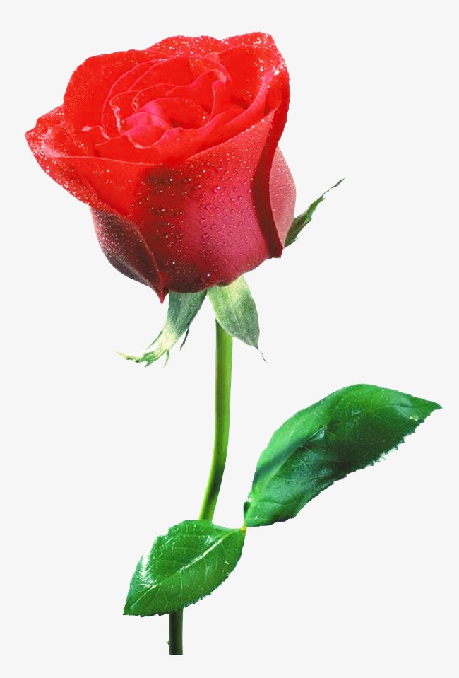 卡通手绘玫瑰浪漫红色花朵免扣元素