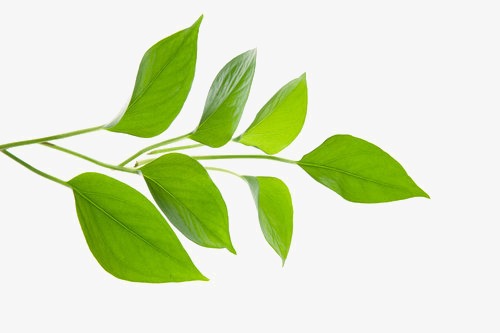 树枝树叶_树枝png素材-90设计