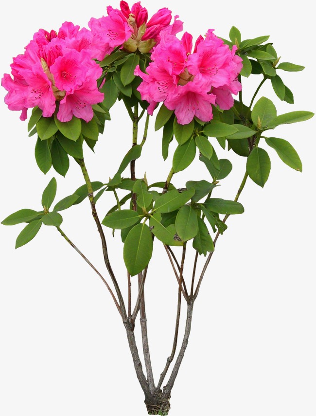 花朵花卉粉色芍药花摄影免扣素材