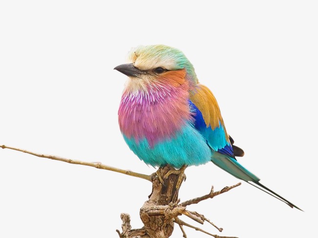 浪漫五彩飞鸟彩色鸟国潮手绘插画