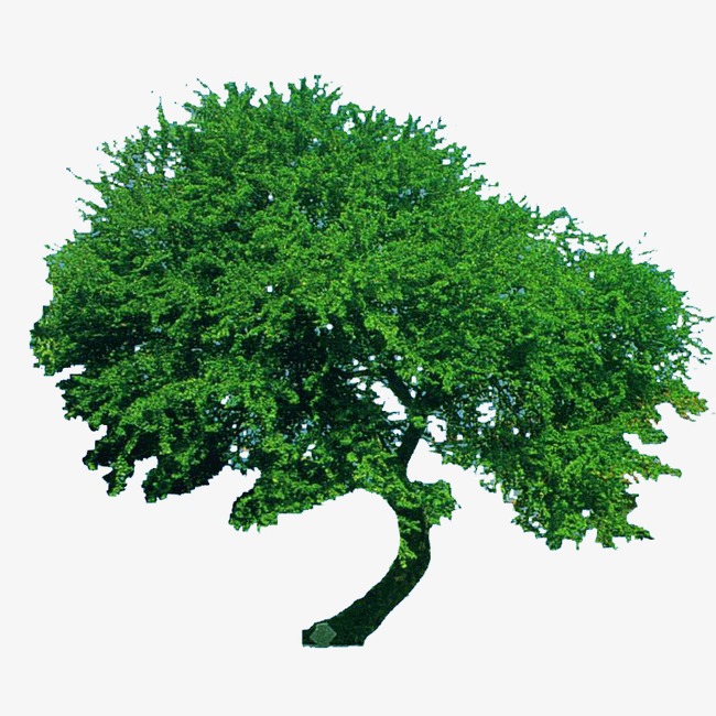 精致景物风景景色植物树木绿色树
