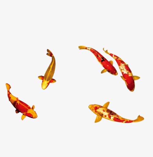 金鱼海报_金鱼png素材-90设计