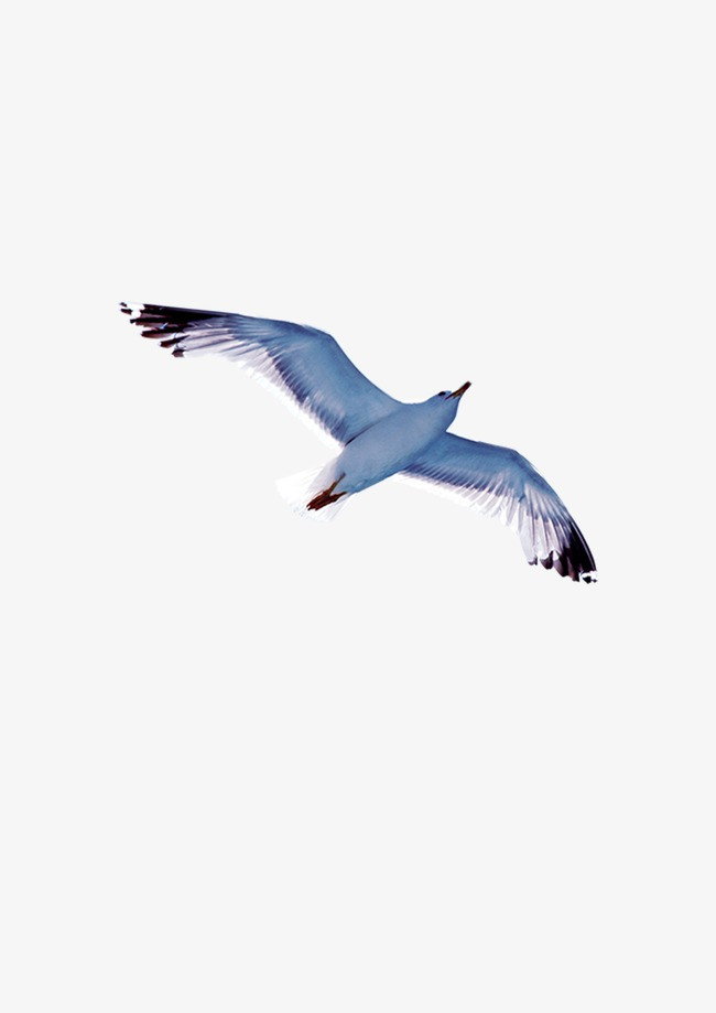 海鸥背景素材_海鸥png素材-90设计