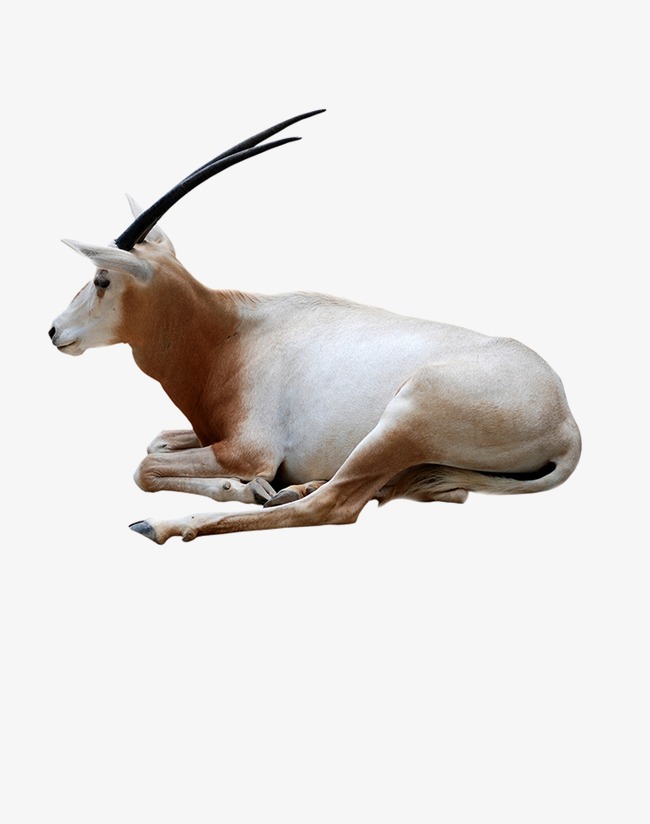 手绘山羊_山羊png素材-90设计