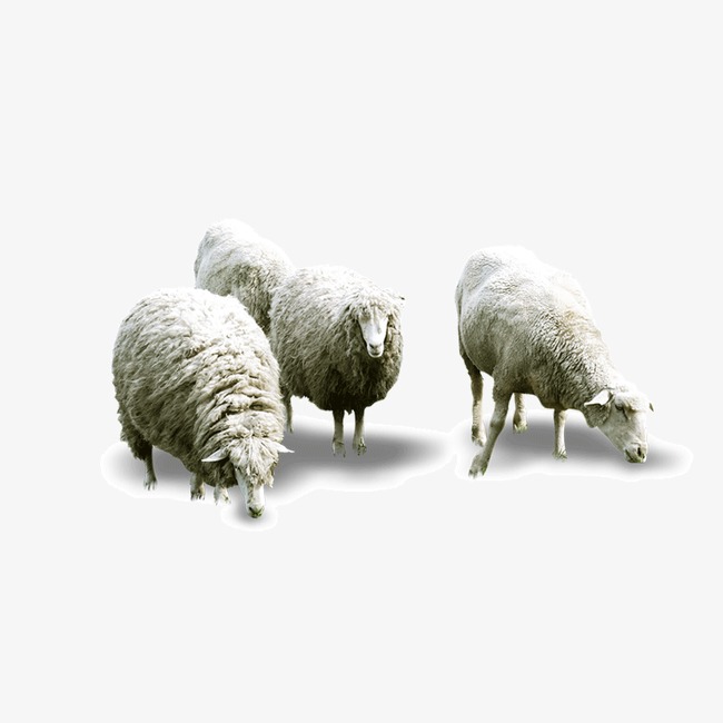 绵羊背景_绵羊png素材-90设计