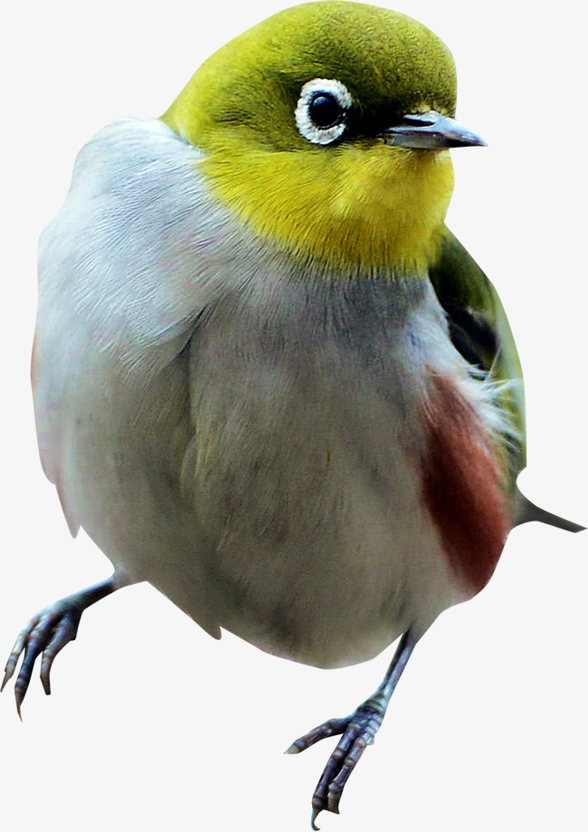 鸟儿png素材-90设计