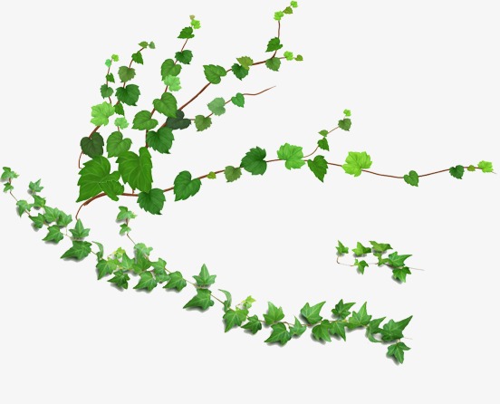 创意小清晰藤蔓花纹装饰边框元素设计