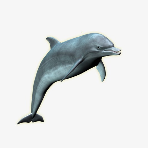 立夏插画海豚动物跳跃鱼类装饰元素【免抠元素png】-90设计网