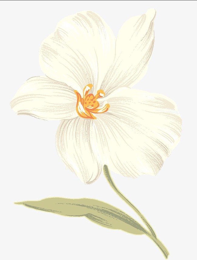 白色 花朵