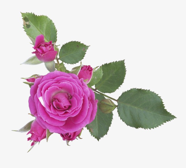 手绘花草_花草植物png素材-90设计