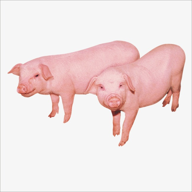 猪肉详情_猪png素材-90设计