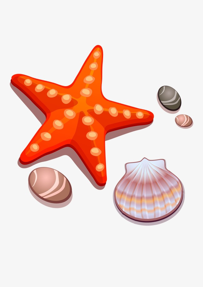 海星贝壳
