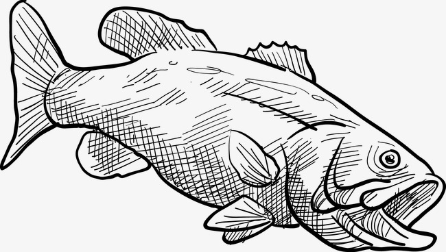 手绘鱼锦鲤实物写真观赏鱼元素设计