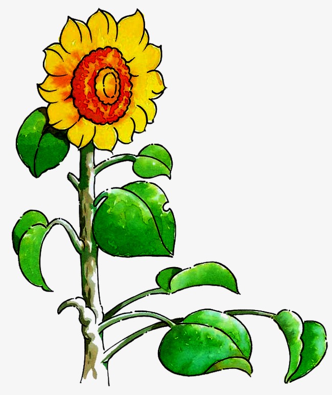 手绘向日葵