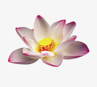 荷花水墨_荷花png素材-90设计