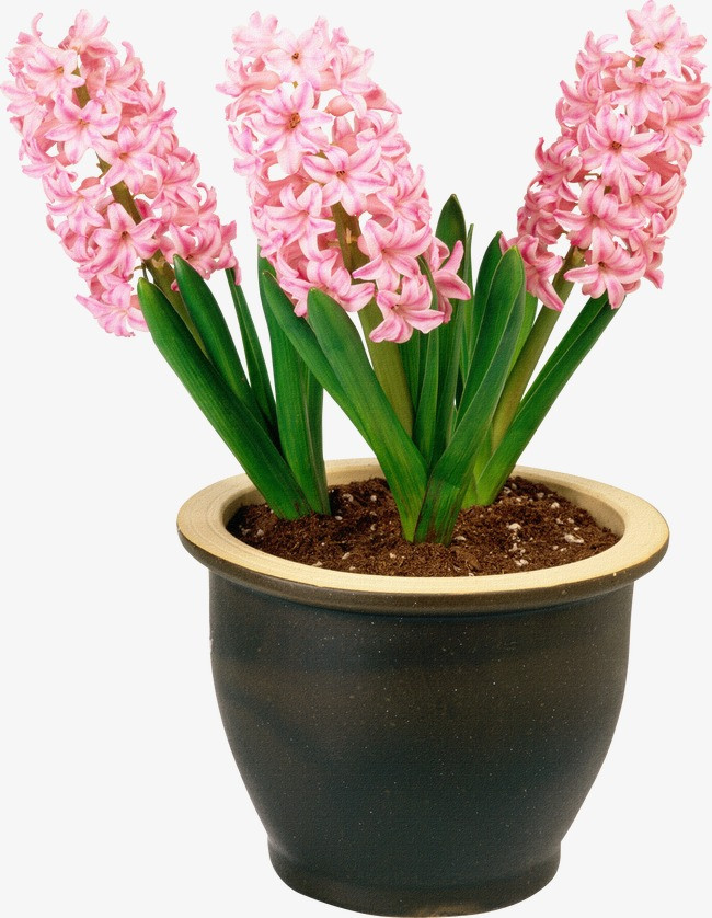 装饰花盆背景_花盆png素材-90设计