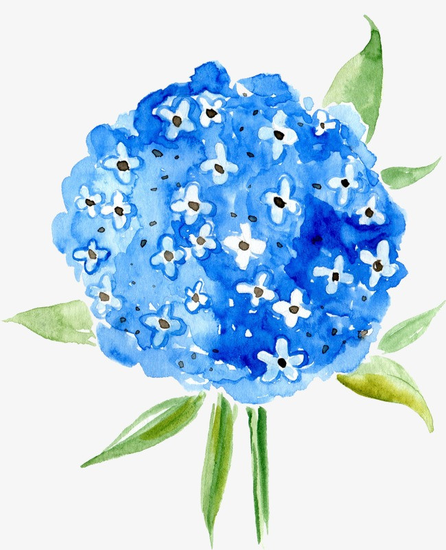 花卉 蓝色 手绘
