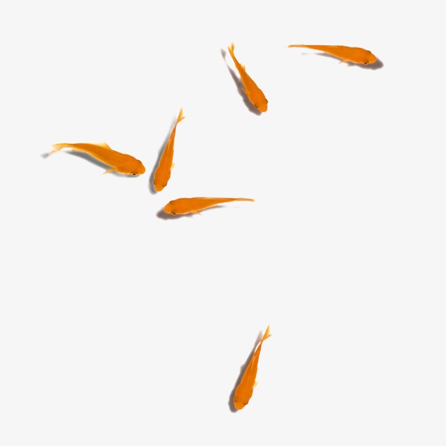 鱼psd_鱼png素材-90设计