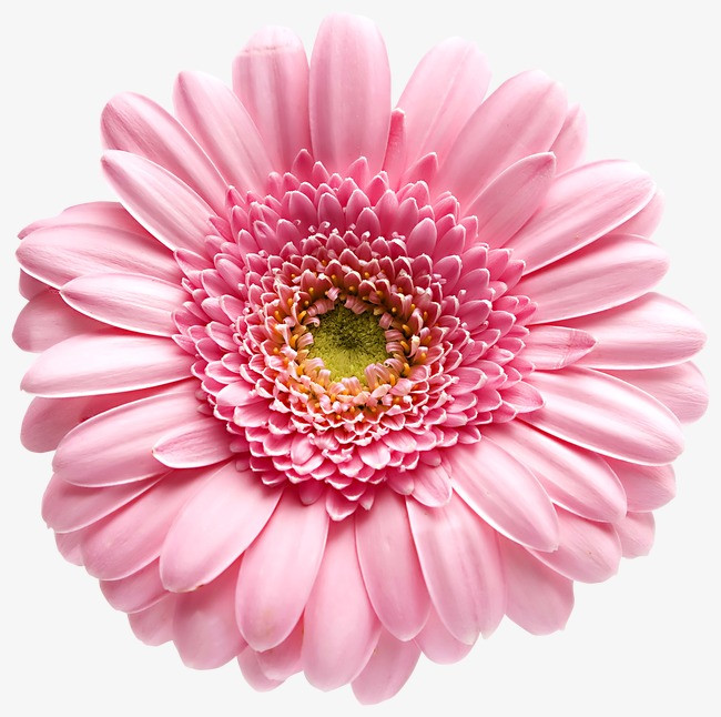花卉边框_花卉png素材-90设计