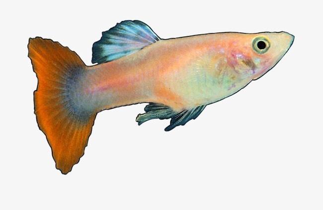 鱼 素材_鱼png素材-90设计