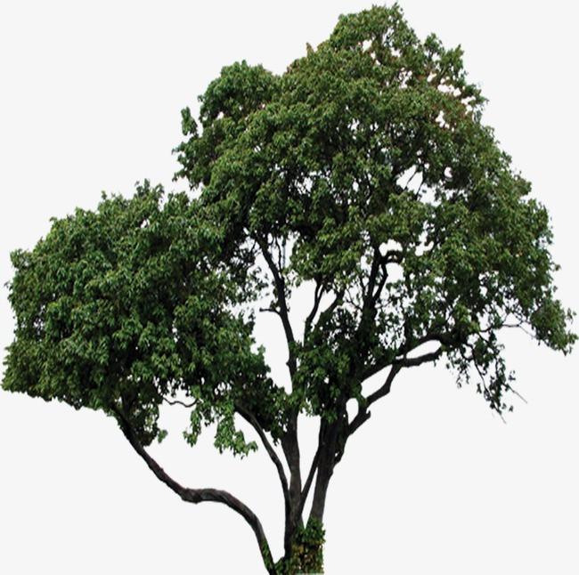 树,树木,淘宝素材,绿色树木