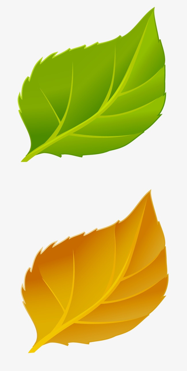 矢量叶片png素材-90设计
