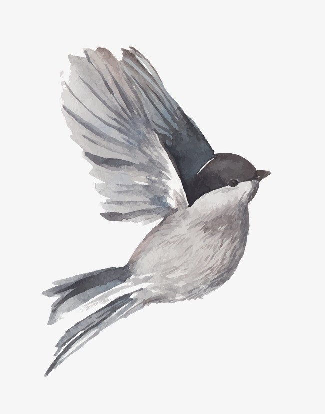 插画小鸟_小鸟png素材-90设计