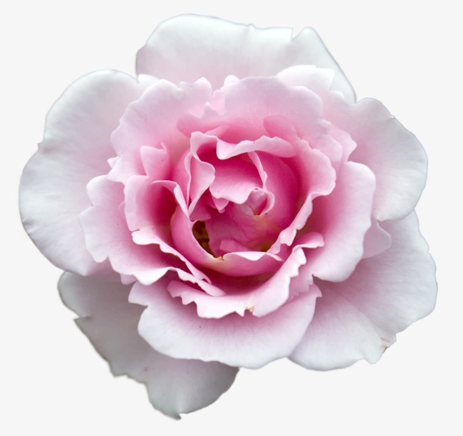 花卉边框_花卉png素材-90设计