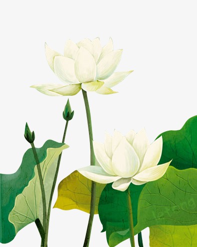 中国风国潮鲤鱼荷花手绘装饰元素