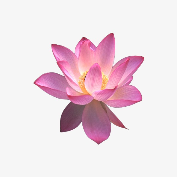 荷花【高清装饰元素png素材】-90设计