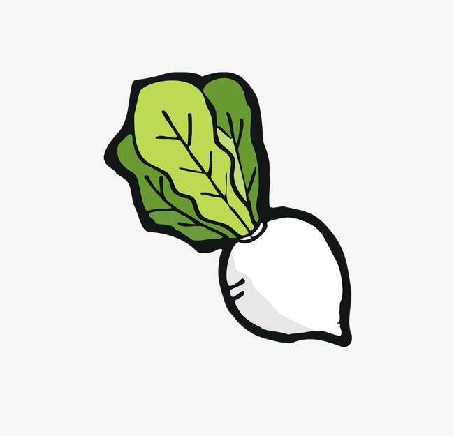 白萝卜