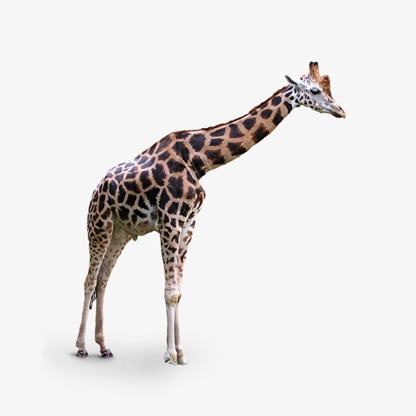 卡通长颈鹿_长颈鹿png素材-90设计