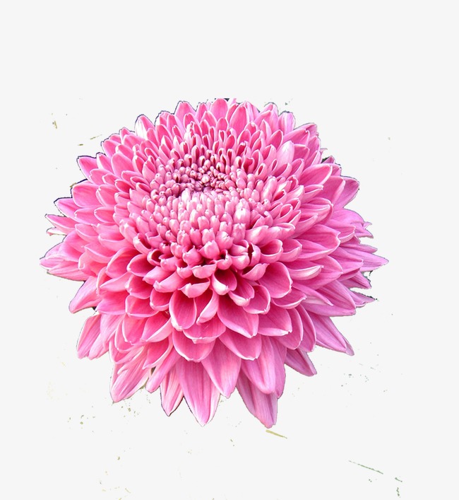 花卉边框_花卉png素材-90设计