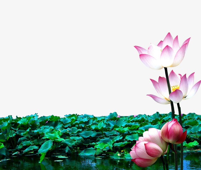 荷塘月色_荷塘png素材-90设计