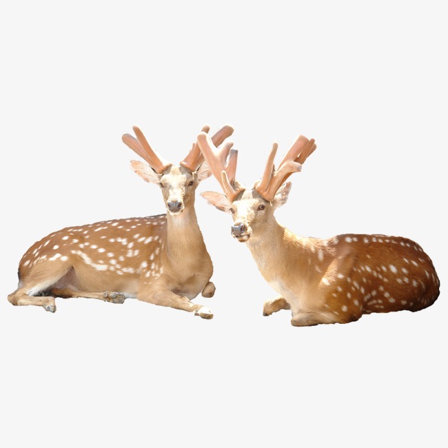 趴着的梅花鹿