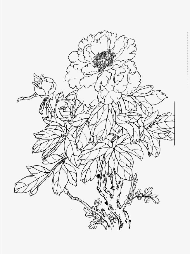 牡丹花素描 铅笔画图片