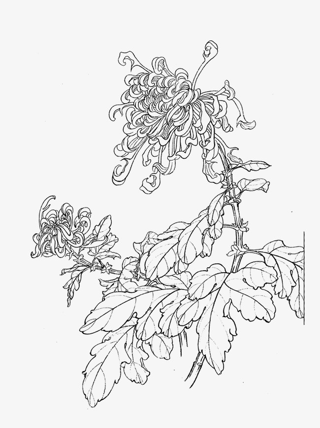 菊花
