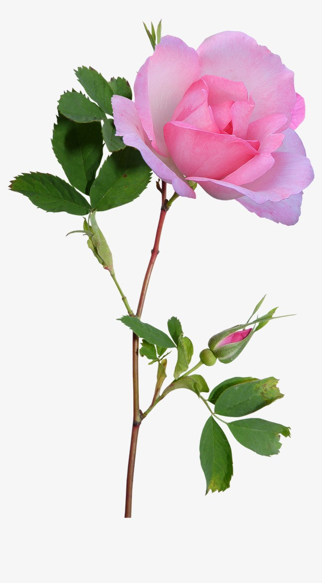 花 素材_花png素材-90设计