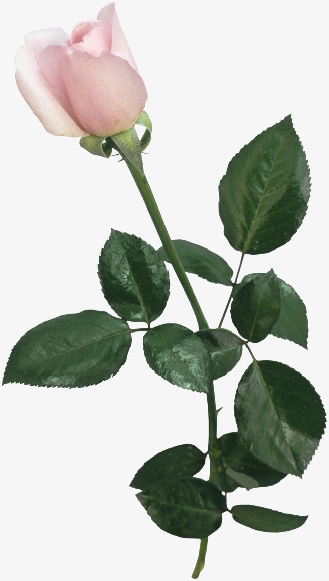 花卉边框_花卉png素材-90设计