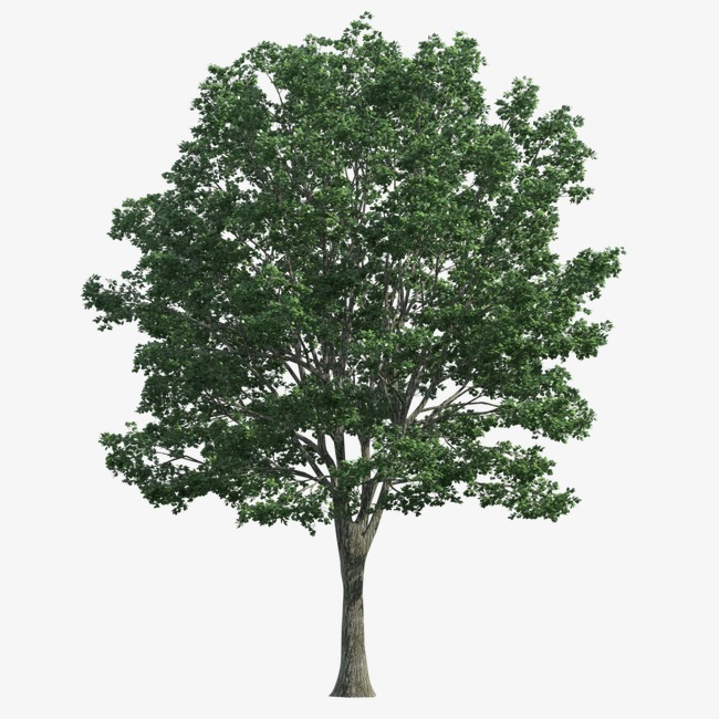 大树psd_大树png素材-90设计