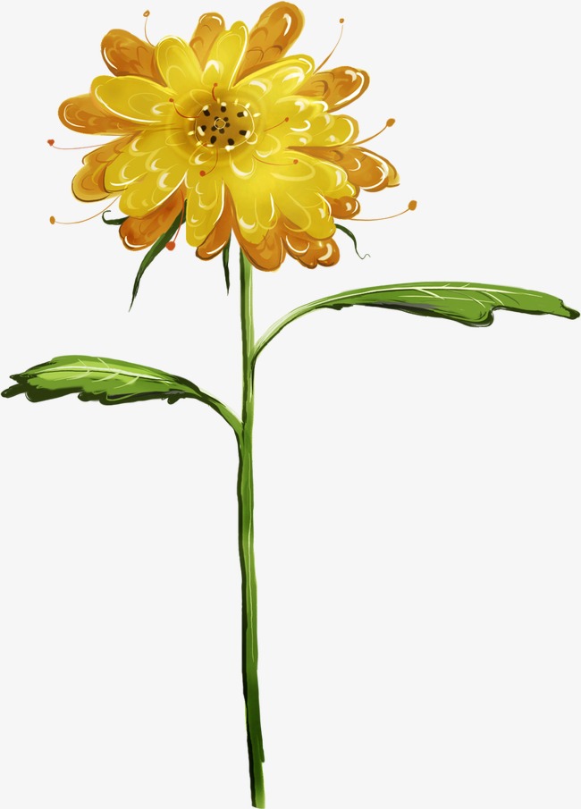 可爱手绘清新菊花