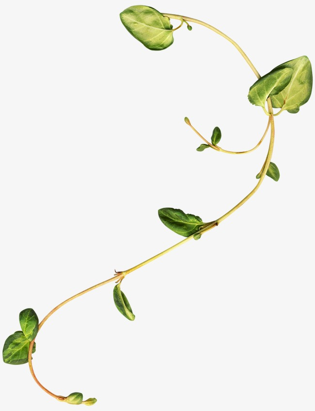 藤蔓缠绕_藤蔓png素材-90设计