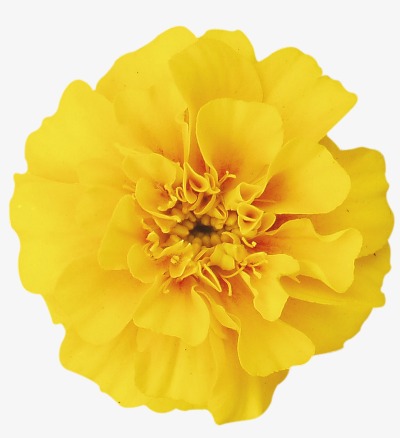 黄花png素材-90设计