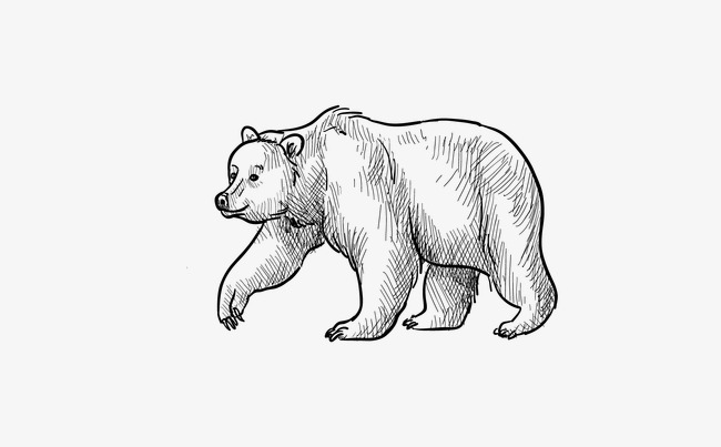 手绘熊
