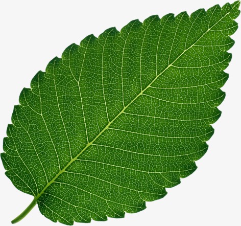 树木叶子png素材-90设计