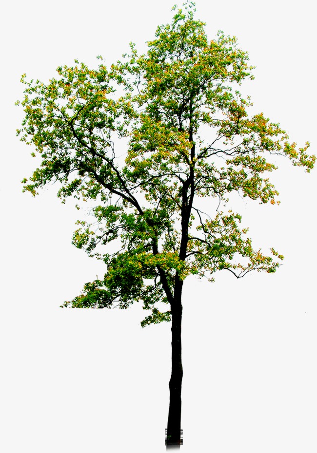 树psd_树png素材-90设计