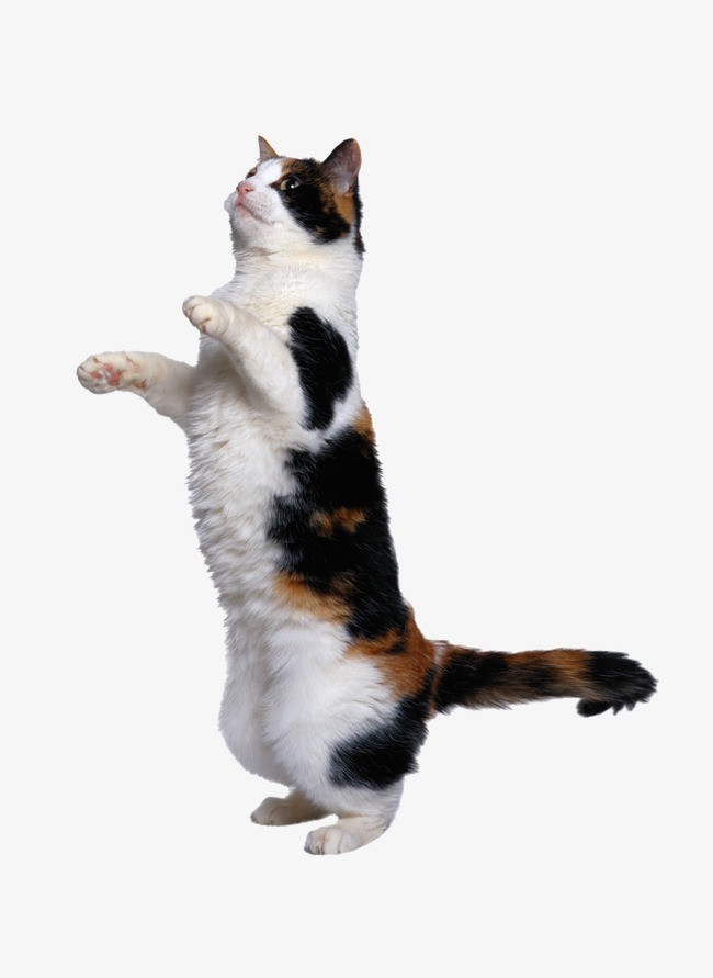 天猫首页_猫png素材-90设计