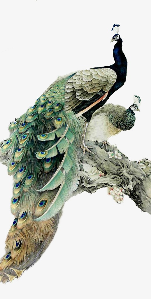 手绘孔雀