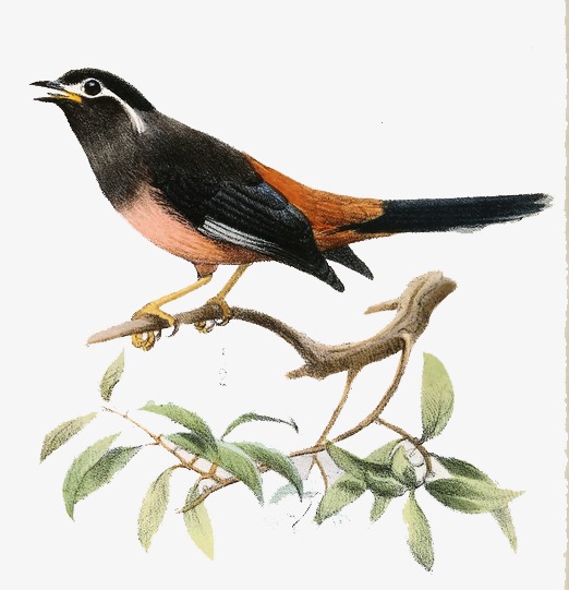 手绘水彩画鸟类