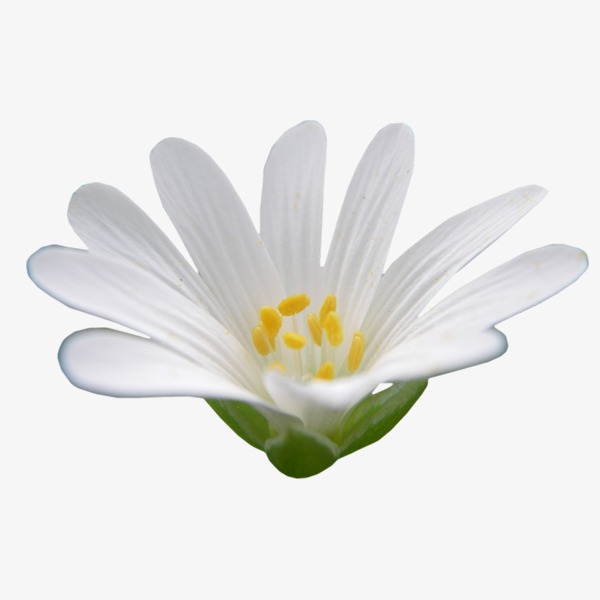 白色背景图_白色花朵png素材-90设计
